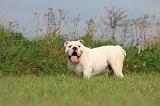 BULLDOG ANGLAIS 192
